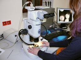 Mikroskop stereoskopowy