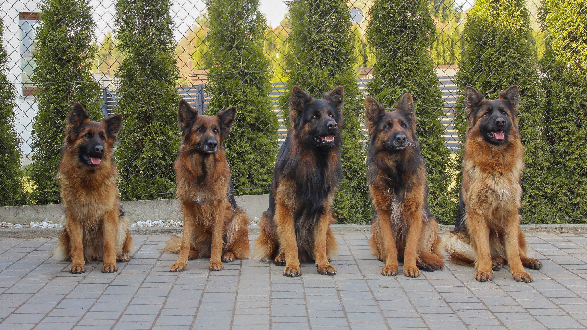 Psy należące do rodziny Michała Strupiechowskiego