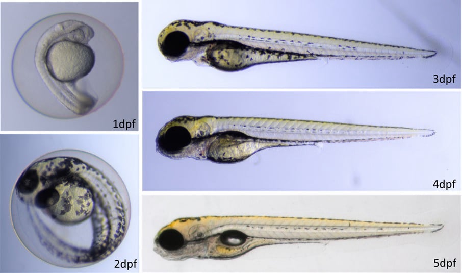 Fish Embryo Acute Test (FET)