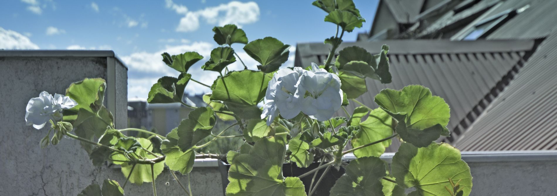 ROZEZNANIE CENOWE NA PEŁNIENIE FUNKCJI PRELEGENTA