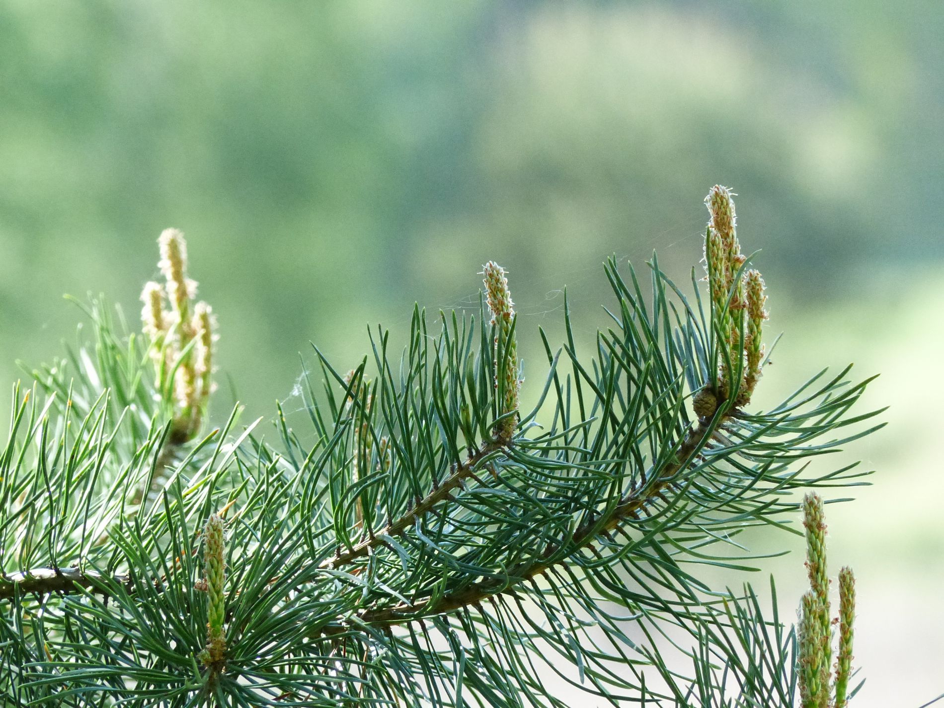 ZAPYTANIE OFERTOWE NA WYDRUKOWANIE ARTYKUŁU SPONSOROWANEGO I REKLAM MODUŁOWYCH