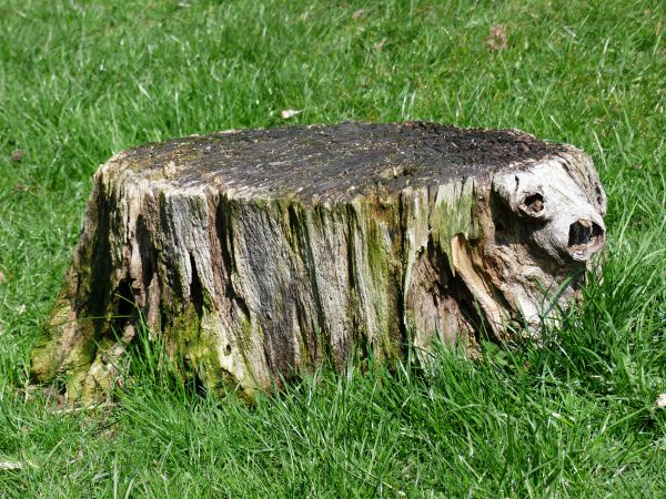 ROZEZNANIE CENOWE NA DRUK PUBLIKACJI/KSIĄŻKI PT. ANALIZA I KREOWANIE TRENDÓW. RAPORT Z BADAŃ